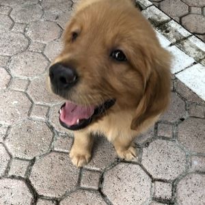 Meet your Posher, Collin